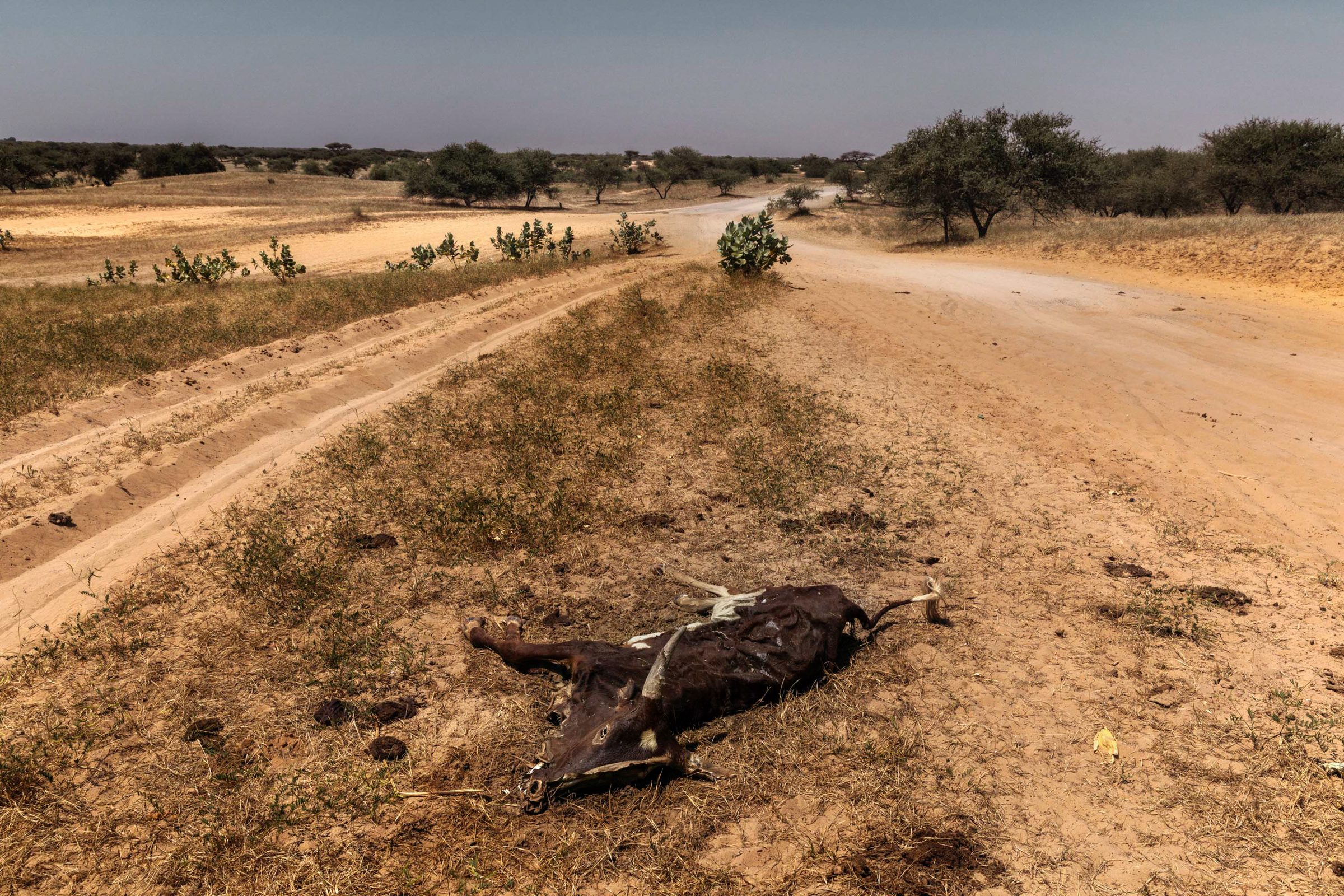 Africa, Chad, Lake Chad — Chad — 2024 — photograph by Marco Gualazzini — image 9 of 20